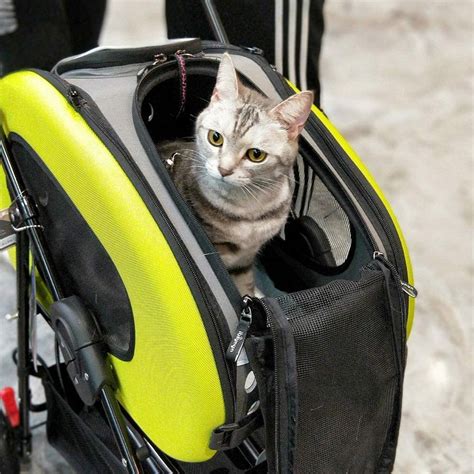 best cat backpacks reviews.